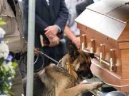 Figo, il cane fedele fino all'ultimo